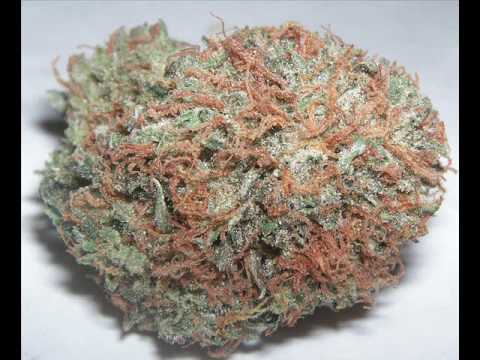 Gris - Kiff Kiff Huraa