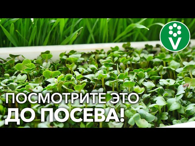 ДРУЖНЫЕ ВСХОДЫ, КРЕПКАЯ РАССАДА! Полезные хитрости при ПОСЕВЕ СЕМЯН!
