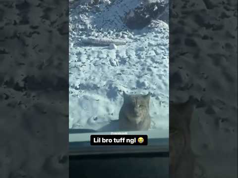 I Am The Danger Skylar