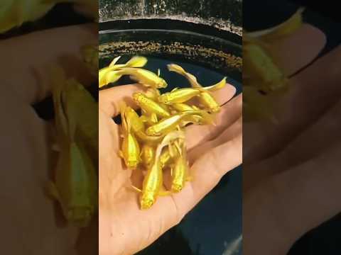 Golden guppy fish #viral #guppyfish #short