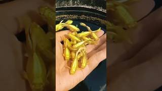 Golden guppy fish #viral #guppyfish #short