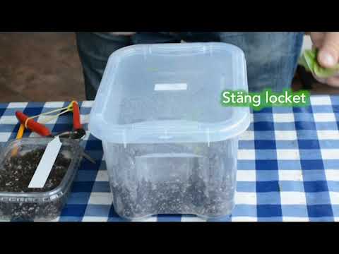 RhododendronStickling