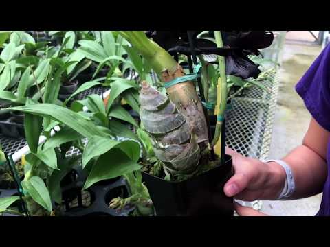 AOG Monn. Millennium Magic