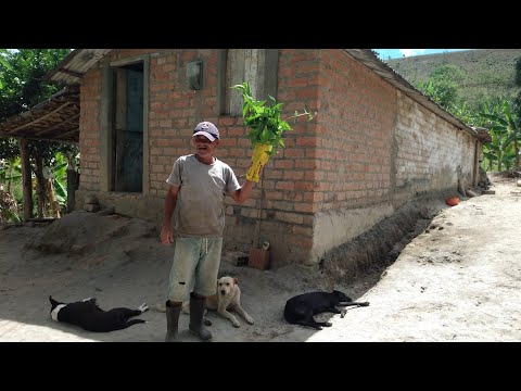 Minha próstata sarou com o chá dessa planta / Seu Antônio / CANHOTINHO / PE