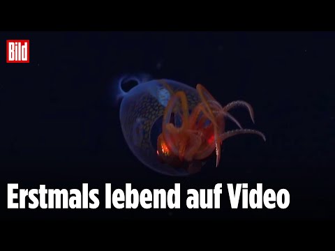 Koloss-Kalmar: Hier schwimmt ein Gigant der Meere