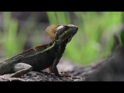 Evolution in Action  “Who’s Your Neighbor ”