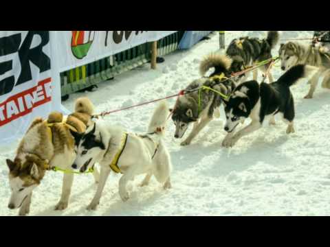 Schlittenhunderennen Todtmoos 2017