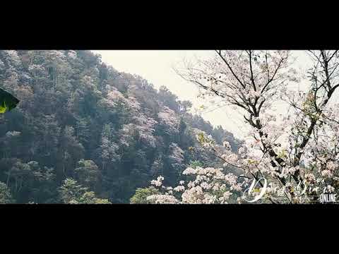 Hoa Ban Điện Biên