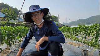 고추 다수확을 위한 양분 공급과 병 방제 핵팁!