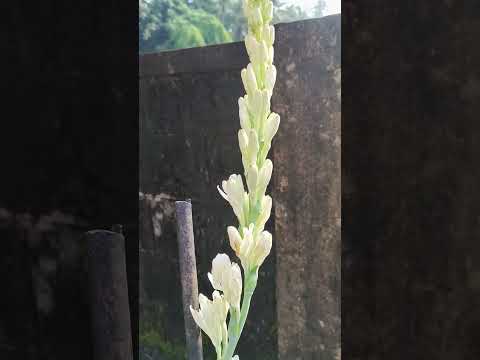 sugandha Raja flowers #utubeshorts #viral #shortvideo #beautifulflowers