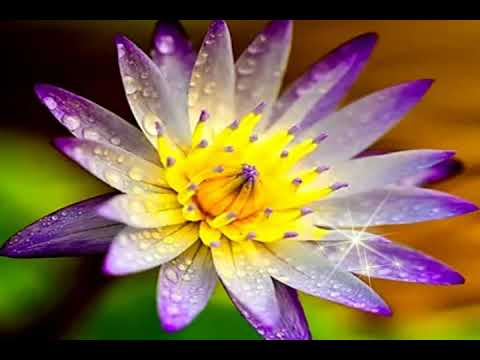 F L O W E R S  -   I N   -  T H E  -   R A I N   -  !