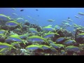 Plongée à Mayotte avec ABALONE