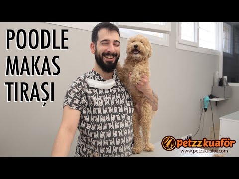 köpek makas tıraşı