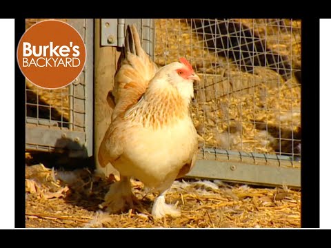 Faverolles — feathered feet 5 toes friendly