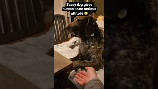 Download lagu Sassy Dog Bersikap Baik dengan Hooman #sassydog #anjinglucu #videoanjinglucu mp3