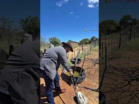 Fazenda em Santa Maria da Boa Vista PE, 560 hectares R$ 990.000