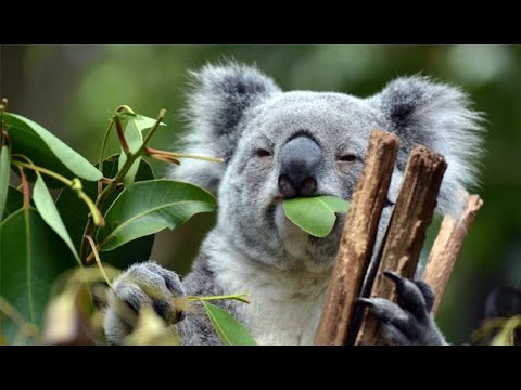 ARCTIC CHONK - OVERKOALAFIED