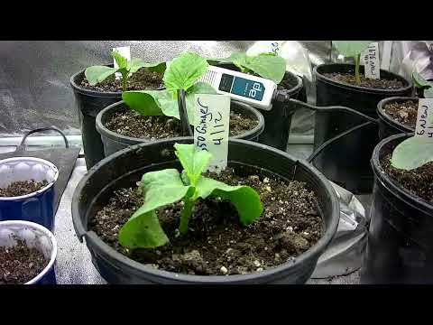 1 Week Giant Pumpkin Time lapse