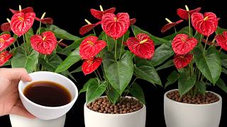 Just 1 Cup a Week! Anthurium Grows Massive Roots & Blooms All Year.