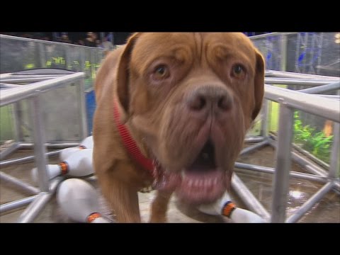 Especial Perros - Programa 29/01/16