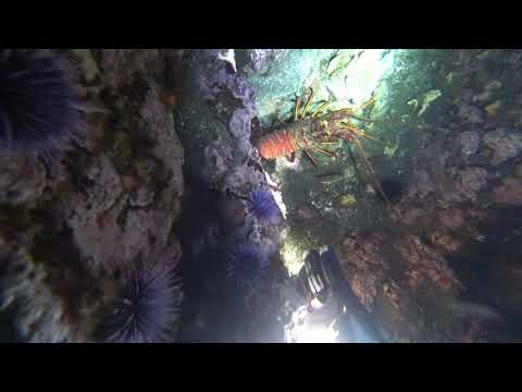 Night Diving for Lobster at Anacapa Island