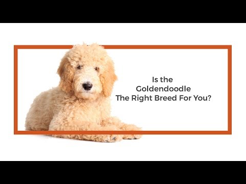 Goldendoodle Breed Video