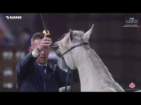 N.51 AIDA AL SHAHEEN - Katara Int. Arabian Peninsula Horse Show 2023 - Fillies 2 Years Old Secti...