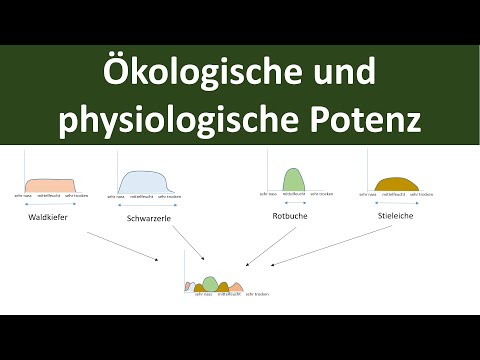Ökologische und physiologische Potenz [stenök, euryök] - [Ökologie, Teil 5]