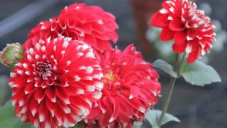 Shambhu Dayal Global School Video