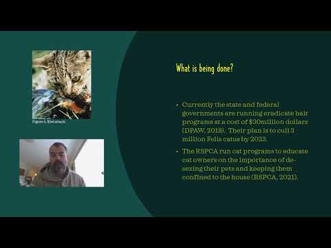 FELIS CATUS youtube