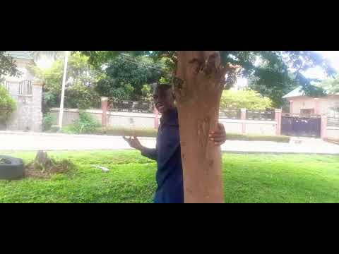 LASER(resonance)(glare).1.