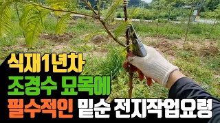 식재1년차 조경수 묘목에 필수적인 밑순 전지작업요…