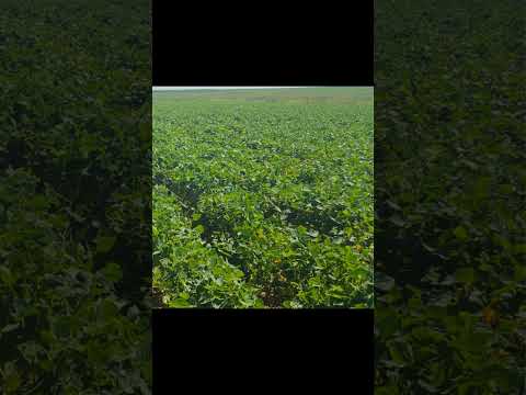 Thriving Fields, Resilient Harvests! #agriculture #farming #freestate #southafrica