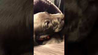 Weimaraner Puppies Videos