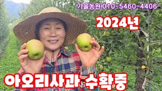 아오리 사과 수확중 가을농원 햇사과 2024년 [사과재배방법]