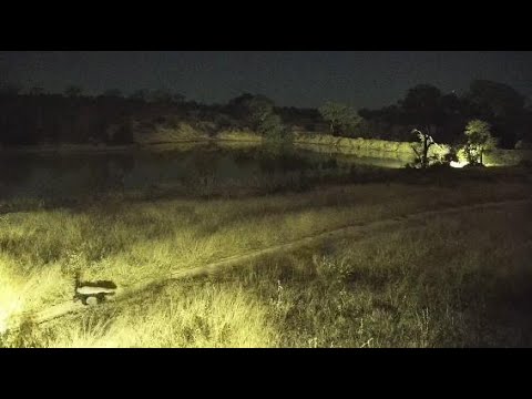 Djuma: Two Honey Badgers - 00:08 - 06/04/20