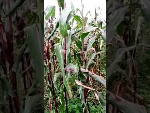 UKO WAKIRA AMASO UKORESHEJE IKIGORI