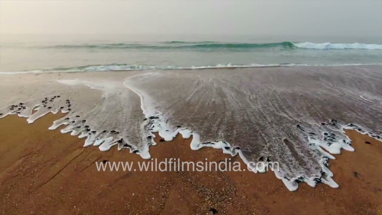 A Miracle on the Shore: Olive Ridley Hatchlings Rush to the Sea
