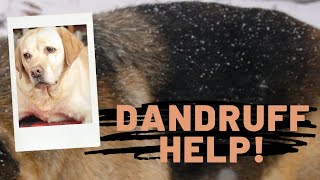 Dog Dandruff: 5 New Remedies