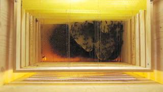 Wabenbau / Honeycombs being built [2 months timelapse]