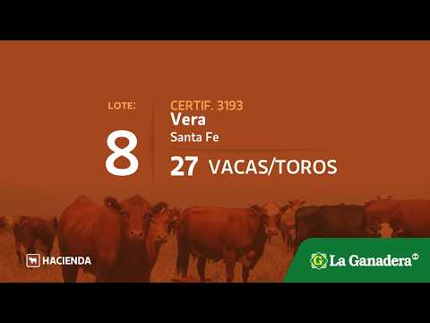 Lote Vacas / Toros en Vera (Santa Fe)