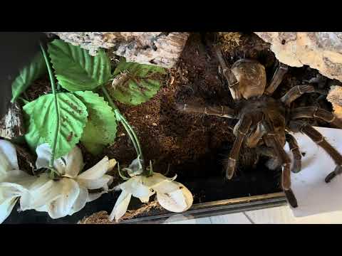 Goliath birdeater hissing! The largest tarantula in the world attacks!