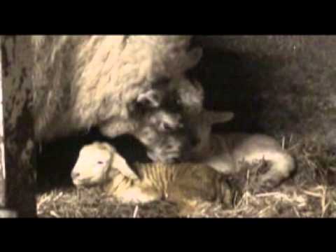 Early Lambing Season Summary