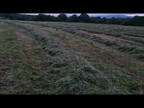 Horse haylage for sale - Image 2