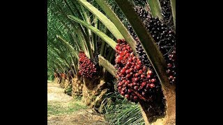 Benki Kuu, TADB kuwadhamini wakulima wa Chikichi Kigoma