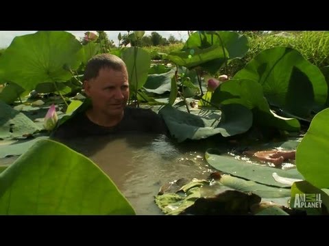 Catching a Snapping Turtle | Call of the Wildman