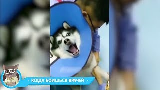 ЛУЧШИЕ ПРИКОЛЫ 2018 МАЙ — Заведи собаку