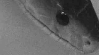 69 Charger - Rattlesnake