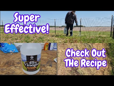 Use This Vinegar Weed Killer Recipe - Worked In 24 Hours