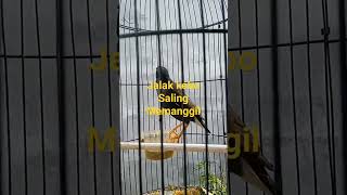 Download lagu Jalak kebo saling memanggil#Shorts mp3